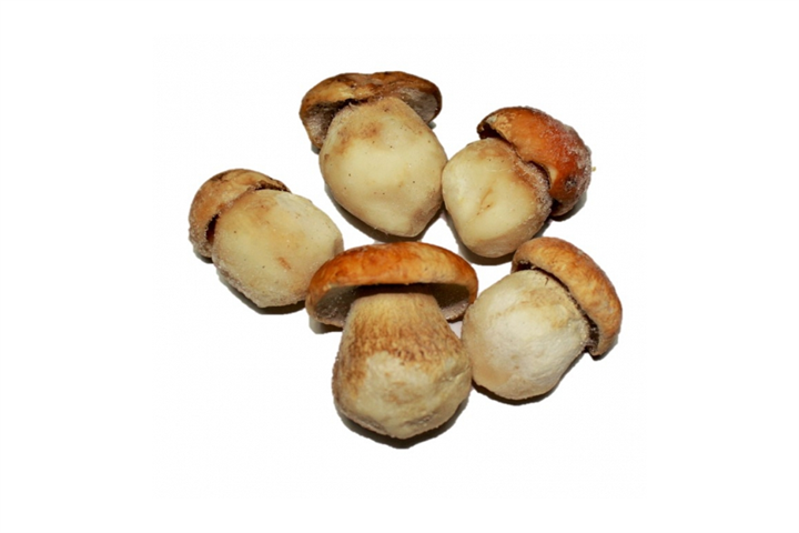 BOLETUS EDULIS  EXTRA